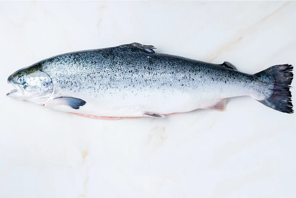 Atlantic Salmon