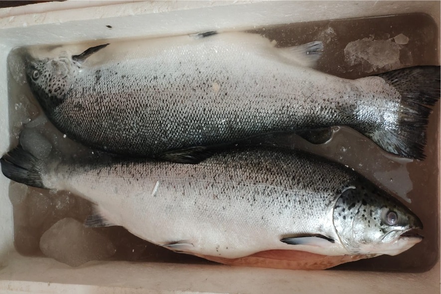 Atlantic Salmon - Whole - Image 2